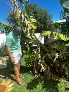 Prime Minister Dr Terrance Drew with the banana tree he planted during COVID lockdown